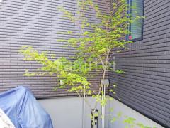 シンボルツリー イロハモミジ 落葉樹 植栽